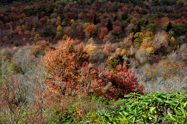 fall colors on The Blue Ridge Parkway